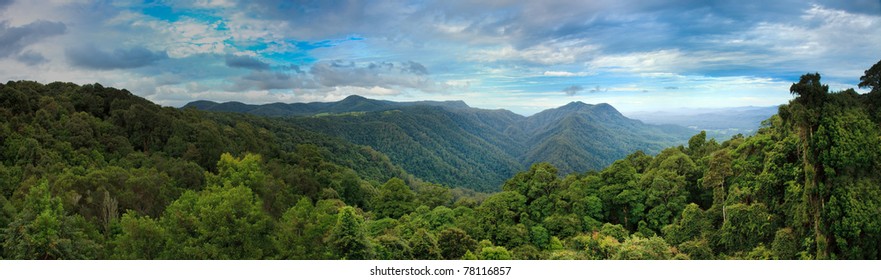 Dorrigo Tropical Cold Rainforest Blue Mountains Australia Panorama Green Tall Trees Valley