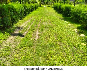 
Dorrington Grass And Hedge Bamboo Wall Road