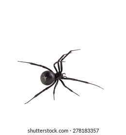 Dorsal Bird's Eye View Of Female Black Widow Spider, Isolated On White.