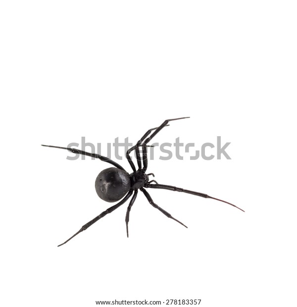 How Many Eyes Do Black Widow Spiders Have : How Many Eyes Do Black