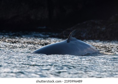 Dorsal Fin Of Balaenoptera Acutorostrata Or Common Minke Whale