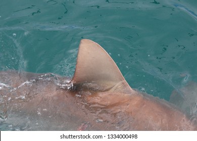 Dorsal Fin Of Bronze Whaler Or Copper Shark,