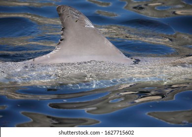 A Dorsal Fin Of A Common Bottlenose Above The Water