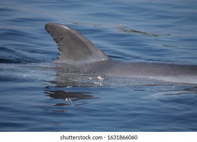 Dorsal Fin Common Bottlenose Above Water Stock Photo 1631866060 ...