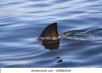 Dorsal Fin Great White Shark Carcharodon Stock Photo 1384805429 