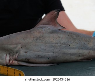 Dorsal Fin Of A Juvenile Spinner Shark Carcharhinus Brevipinna