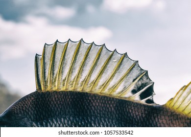 Dorsal fin of a perch, back light, toned image