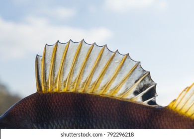 Dorsal Fin Of A Perch, Back Light