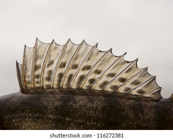 Dorsal Fin Of A Walleye (pike-perch)