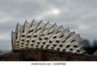 Dorsal Fin Of A Walleye (pike-perch) Close-up 