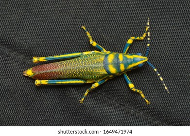 529 Indian Grasshopper Images, Stock Photos & Vectors 