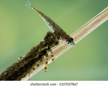 Dorsal view of an aquatic dragonfly nymph (or naiad) (Epiprocta species) that has captured a 3-spined stickleback fish (Gasterosteus aculeatus) to eat
