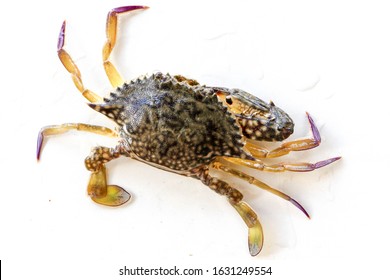 1,484 Blue manna crab Images, Stock Photos & Vectors | Shutterstock