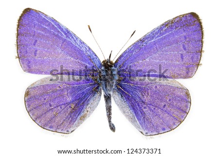 Dorsal view of Celastrina argiolus (Holly Blue) butterfly isolated on white background.