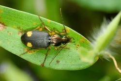 The Dorsal View Of A Ground Beetle (Chlaenius Bonelli) On A Green Leaf In Satara, Displaying Its Striking Yellow And Black Pattern.