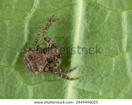 dorsal view of a leaf-litter crab spider resting on the underside of a green leaf