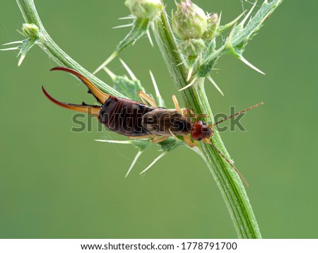 dorsal view of a male common or European earwig (Forficula auricularia) with very large pincers, climbing on thistle plant stem. Boundary Bay saltmarsh