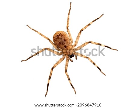 Dorsal view of a North African flattie spider (Selenops rediatus) resting on a pane of glass, isolated