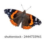 Dorsal view of a red admiral butterfly isolated in white back