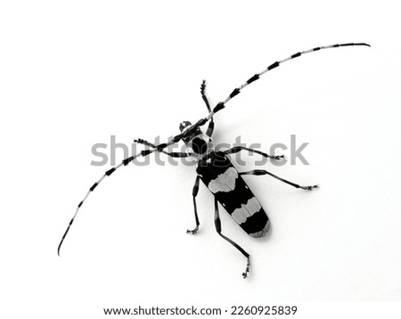 dorsal view of a striking black and white male banded alder borer beetle (Rosalia funebris) displaying the very long antennae characteristic of the longhorn beetles (Cerambycidae)
