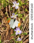 Dorsal view of a tiny male Falcate Orangetip butterfly feeding on an American Field pansy in evening sun in early spring