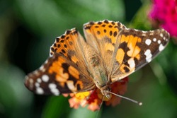 Dorsal View Of Vanessa Cardui Or The Painted Lady On A Defocused Background