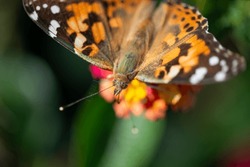 Dorsal View Of Vanessa Cardui Or The Painted Lady On A Defocused Background