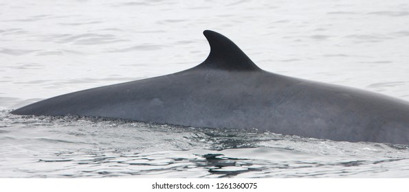  Dorsal Vin Of Common Minke Whale