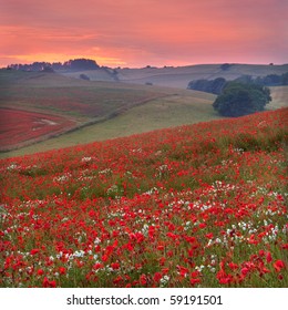 Dorset Poppy Field Sunset, UK