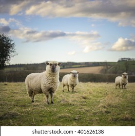 Dorset Sheep In Cotswolds Landscape. UK