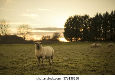 Dorset Sheep. UK