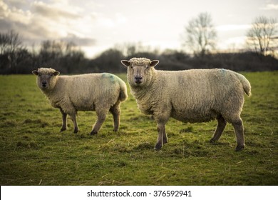 Dorset Sheep. UK