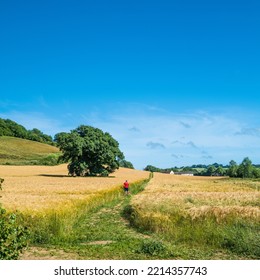 Dorset, UK - 06.26.2022:Man In Red Shirt Walking Through A Dorset Wheat Field On A Summer Afternoon