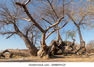 Dorsland trekkers baobab situated in Northern Namibia. At around 2100 years old, this is estimated to be the oldest tree in Namibia
