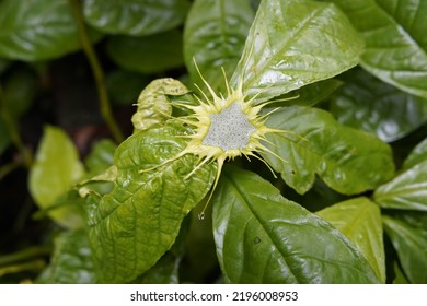 
Dorstenia Barteri Is A West African Plant Species Belonging To The Family Moraceae.
