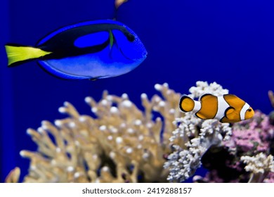Dory and Nemo in real life