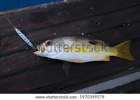 Dory Snapper (Lutjanus fulviflamma) on deck of a ship caught by sportfisher with a lure