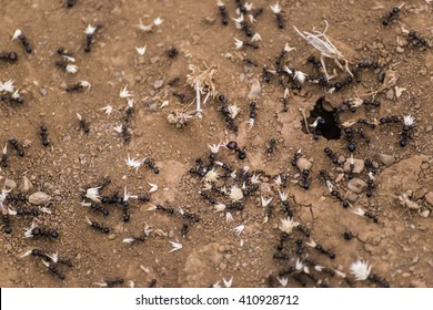 Dorylus Ants (aka Driver Ants Or Safari Ants Or Siafu)