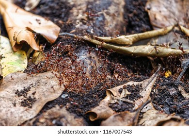 Dorylus. Driver Ants. Zanzibar, Tanzania.