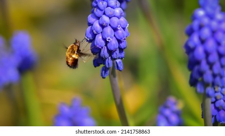 Dotted bee fly (Bombylius discolor) insect sucking nectar from purple grape hyacinth (Muscari armeniacum) flowers. Shallow depth of field macro photography with blurred background