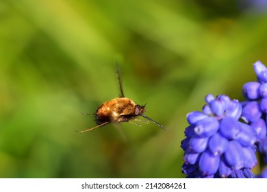 Dotted Bee-fly (Bombylius discolor) flying straight to purple grape hyacinth spring flowers. Shallow depth of field macro photography.
