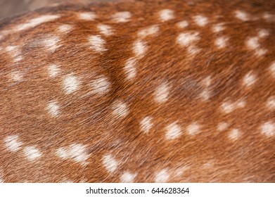 Dotted deer fur red hair close up background image