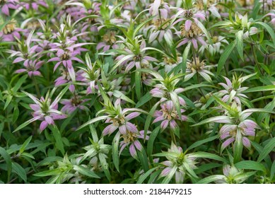 Dotted Mint Plants Growing In The Native Plant Garden To Attract Bees And Butterflies Looking For Food.