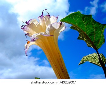 Double angel trumpet, datura. Angel trumpet flower (Datura metel)and leaf over clear sky.  
