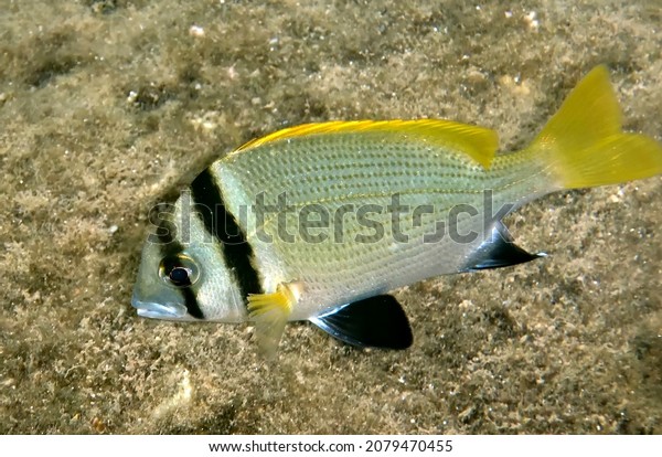 Double bar sea bream, scientific name is\
Acanthopagrus bifasciatus, belongs to the family Sparidae, inhabits\
basin of the Red Sea
