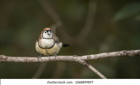 Double Barred Finch