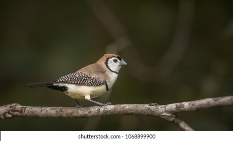 Double Barred Finch