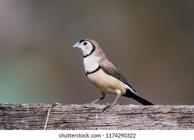 Double Barred Finch