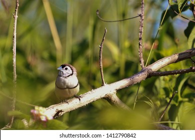 Double Barred Finch In Australia