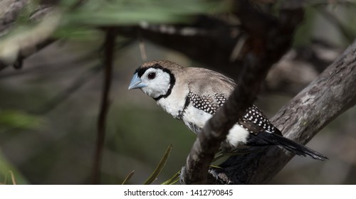 Double Barred Finch In Australia